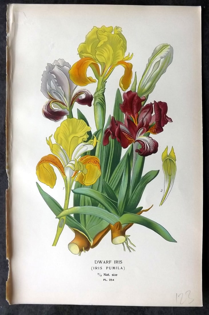 Step, Edward 1897 Antique Botanical Print. Dwarf Iris 254: Chromolithograph Published 1896-97 by Frederick Warne & Co., London for "Favourite Flowers of Garden and Greenhouse" by Edward Step and William Watson. Paper Size: 9 x 6 inch (23 x 15cm) Good Conditio