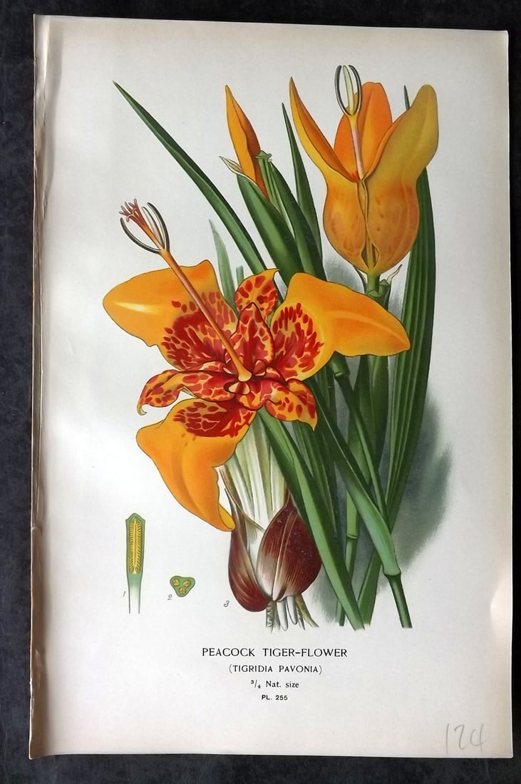 Step, Edward 1897 Antique Botanical Print. Peacock Tiger Flower. Tiger Iris 255 (1 of 1)