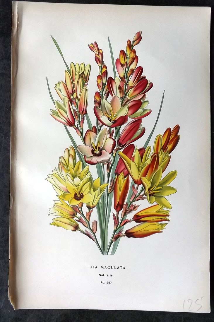 Step, Edward 1897 Antique Botanical Print. Ixia Maculata 257: Chromolithograph Published 1896-97 by Frederick Warne & Co., London for "Favourite Flowers of Garden and Greenhouse" by Edward Step and William Watson. Paper Size: 9 x 6 inch (23 x 15cm) Good Conditio
