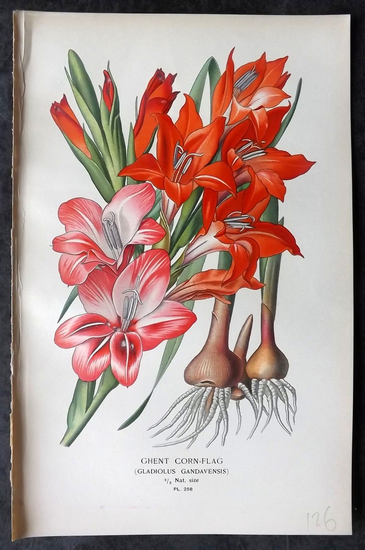 Step, Edward 1897 Antique Botanical Print. Ghent Corn-Flag. Gladiolus 258: Chromolithograph Published 1896-97 by Frederick Warne & Co., London for "Favourite Flowers of Garden and Greenhouse" by Edward Step and William Watson. Paper Size: 9 x 6 inch (23 x 15cm) Good Conditio