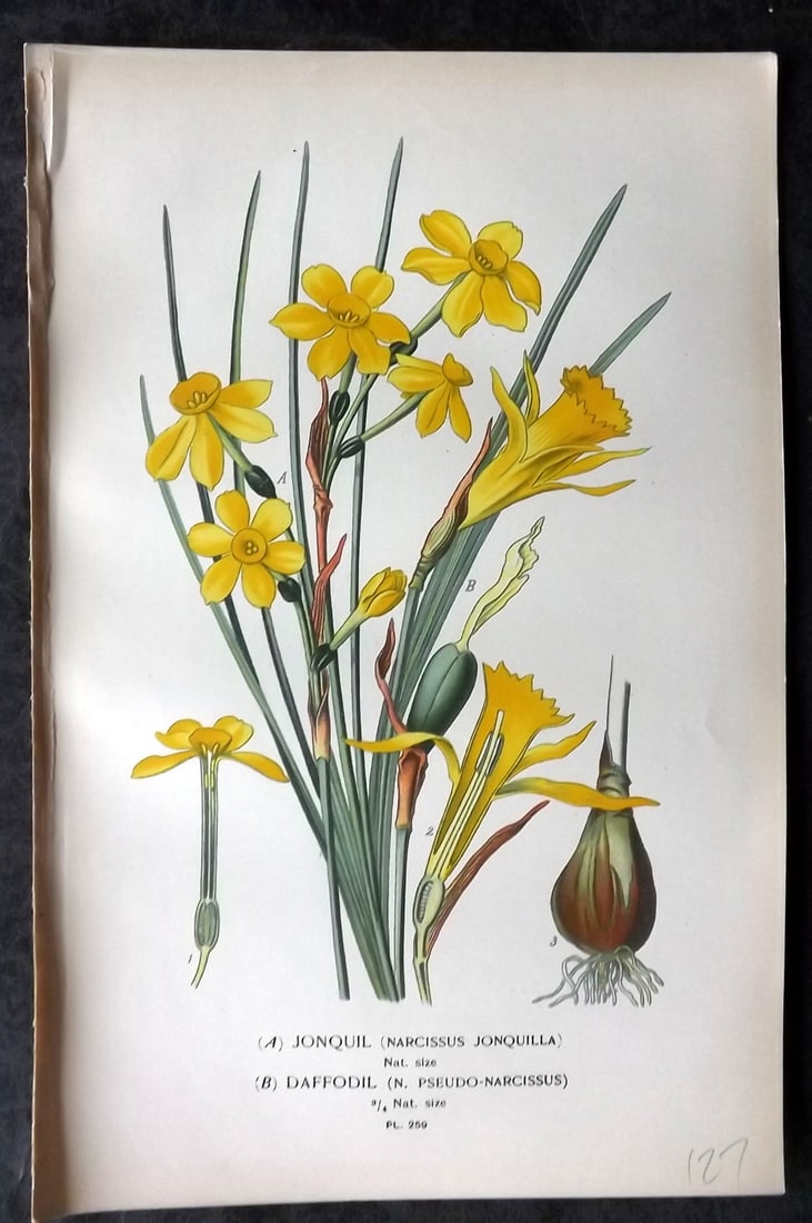 Step, Edward 1897 Antique Botanical Print. Jonquil. Daffodil. Narcissus 259: Chromolithograph Published 1896-97 by Frederick Warne & Co., London for "Favourite Flowers of Garden and Greenhouse" by Edward Step and William Watson. Paper Size: 9 x 6 inch (23 x 15cm) Good Conditio
