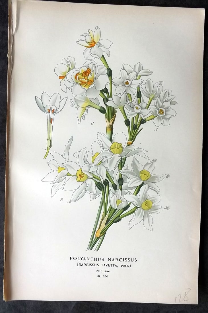 Step, Edward 1897 Antique Botanical Print. Polyanthus Narcissus 260: Chromolithograph Published 1896-97 by Frederick Warne & Co., London for "Favourite Flowers of Garden and Greenhouse" by Edward Step and William Watson. Paper Size: 9 x 6 inch (23 x 15cm) Good Conditio