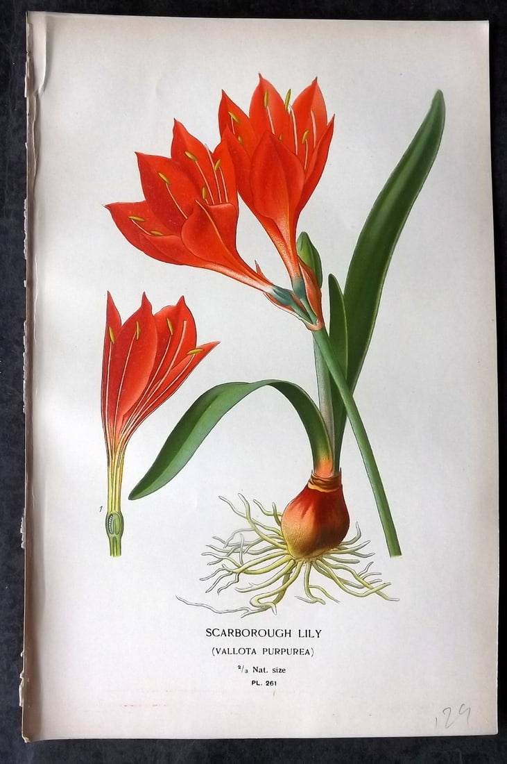 Step, Edward 1897 Antique Botanical Print. Scarborough Lily 261: Chromolithograph Published 1896-97 by Frederick Warne & Co., London for "Favourite Flowers of Garden and Greenhouse" by Edward Step and William Watson. Paper Size: 9 x 6 inch (23 x 15cm) Good Conditio