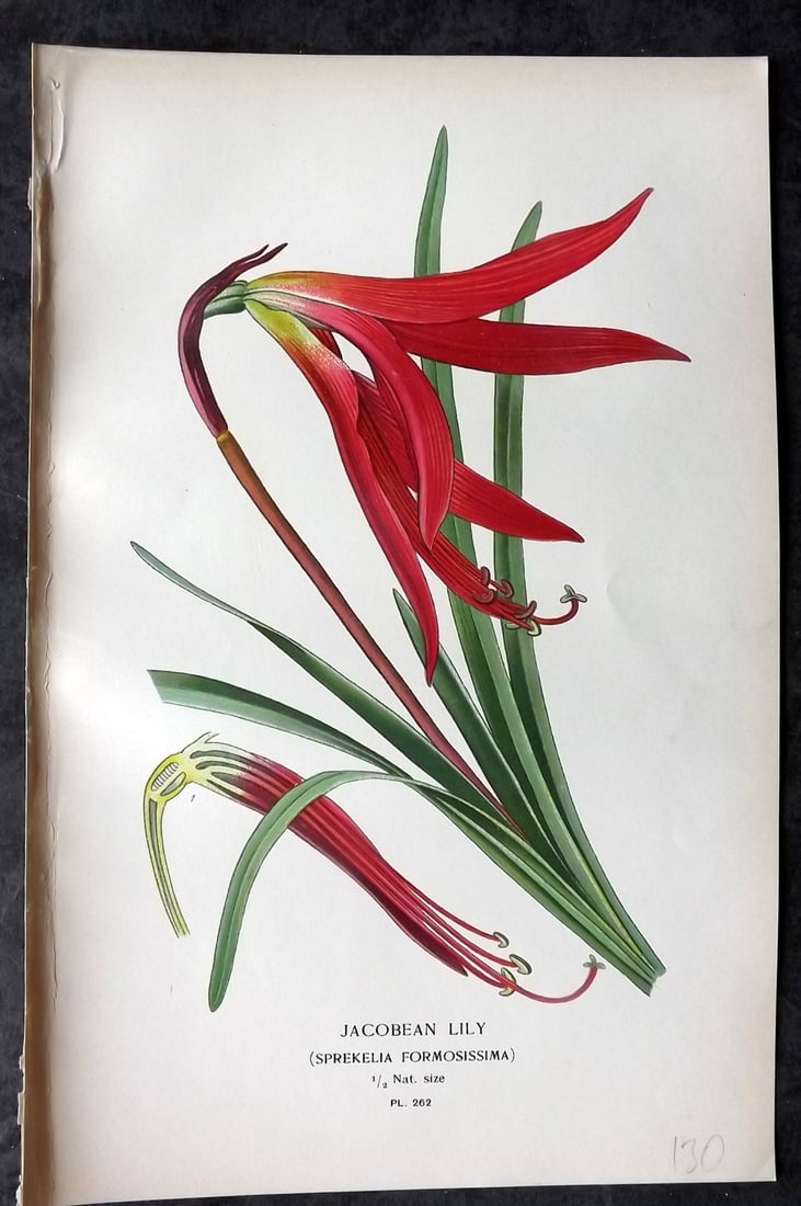 Step, Edward 1897 Antique Botanical Print. Jacobean Lily 262: Chromolithograph Published 1896-97 by Frederick Warne & Co., London for "Favourite Flowers of Garden and Greenhouse" by Edward Step and William Watson. Paper Size: 9 x 6 inch (23 x 15cm) Good Conditio