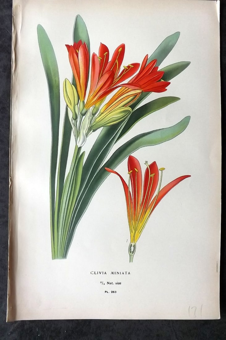 Step, Edward 1897 Antique Botanical Print. Clivia Minata 263: Chromolithograph Published 1896-97 by Frederick Warne & Co., London for "Favourite Flowers of Garden and Greenhouse" by Edward Step and William Watson. Paper Size: 9 x 6 inch (23 x 15cm) Good Conditio