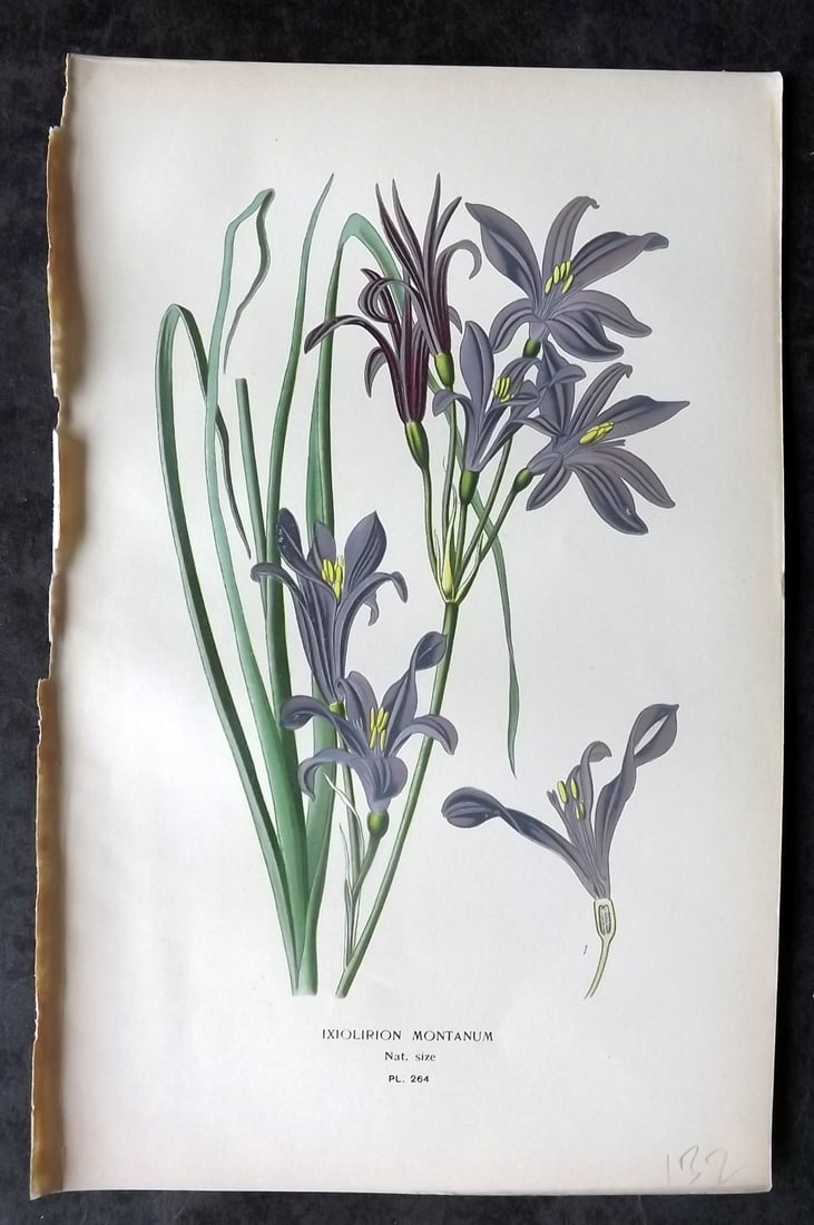 Step, Edward 1897 Antique Botanical Print. Ixiolirion Montanum 264: Chromolithograph Published 1896-97 by Frederick Warne & Co., London for "Favourite Flowers of Garden and Greenhouse" by Edward Step and William Watson. Paper Size: 9 x 6 inch (23 x 15cm) Good Conditio
