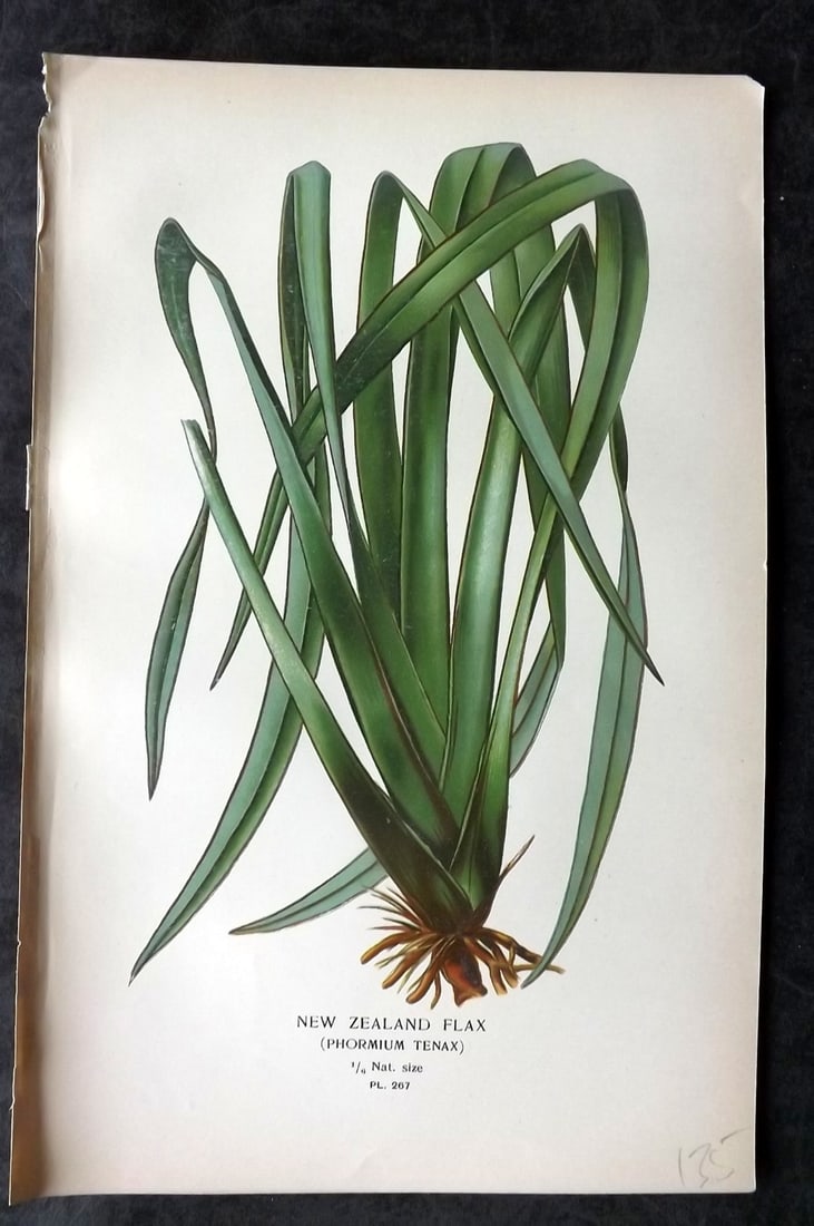 Step, Edward 1897 Antique Botanical Print. New Zealand Flax 267: Chromolithograph Published 1896-97 by Frederick Warne & Co., London for "Favourite Flowers of Garden and Greenhouse" by Edward Step and William Watson. Paper Size: 9 x 6 inch (23 x 15cm) Good Conditio