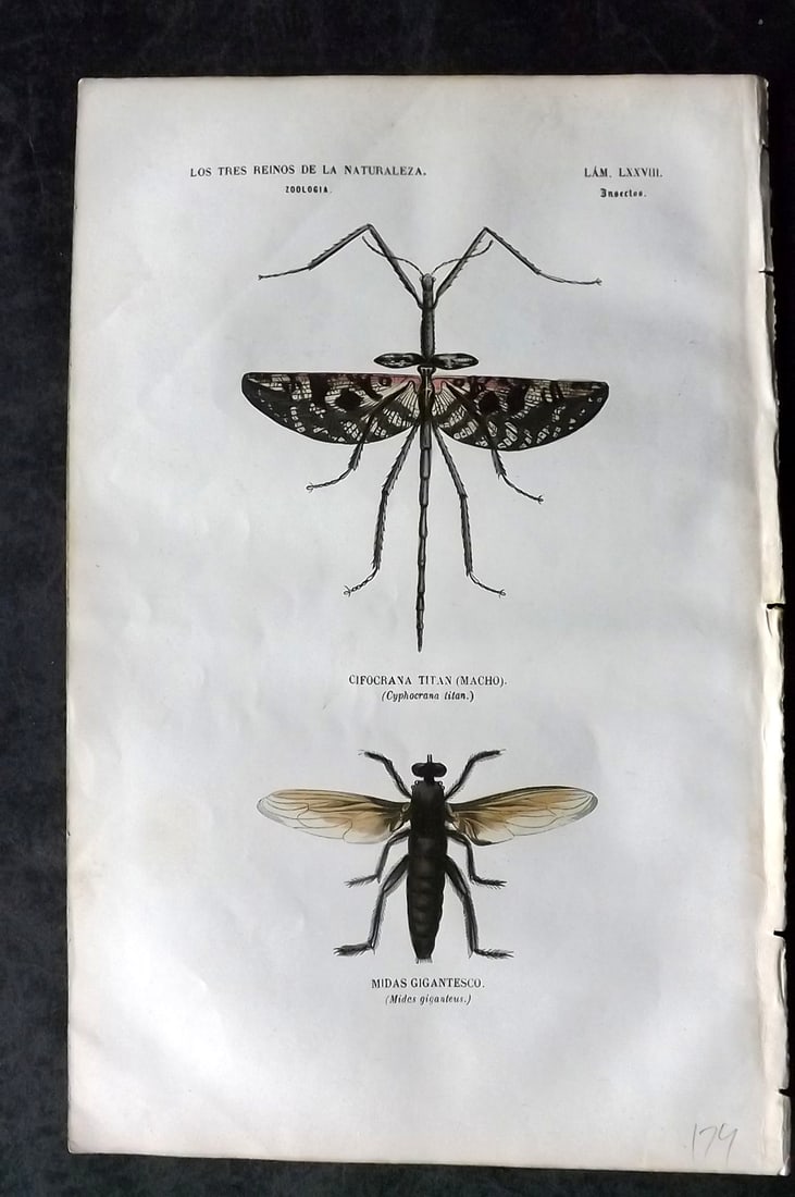Buffon, Comte de 1856 Hand Col Insect Print 78 (1 of 1)