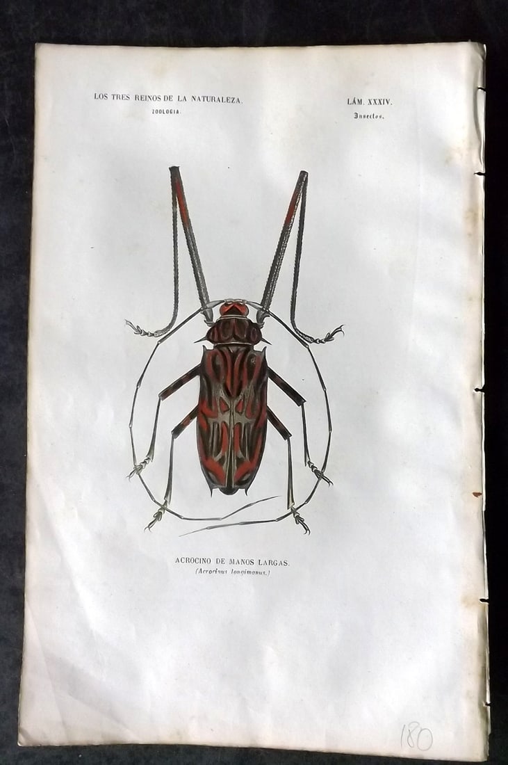 Buffon, Comte de 1856 Hand Col Insect Print 34 (1 of 1)