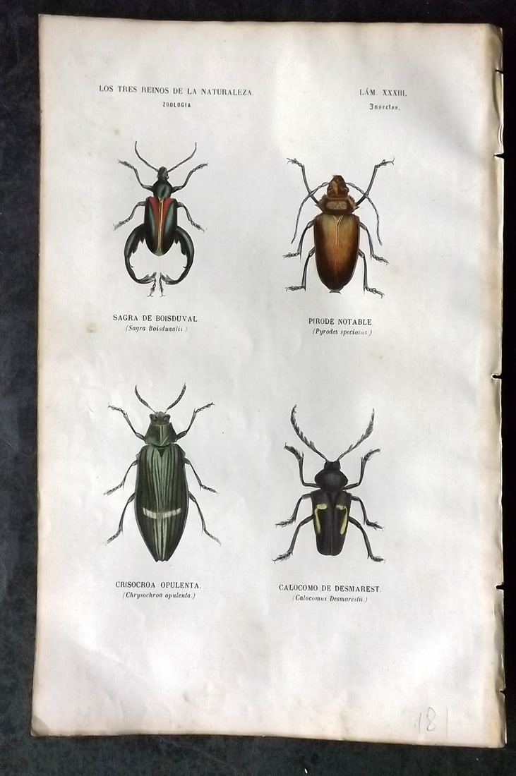 Buffon, Comte de 1856 Hand Col Insect Print 33 (1 of 1)