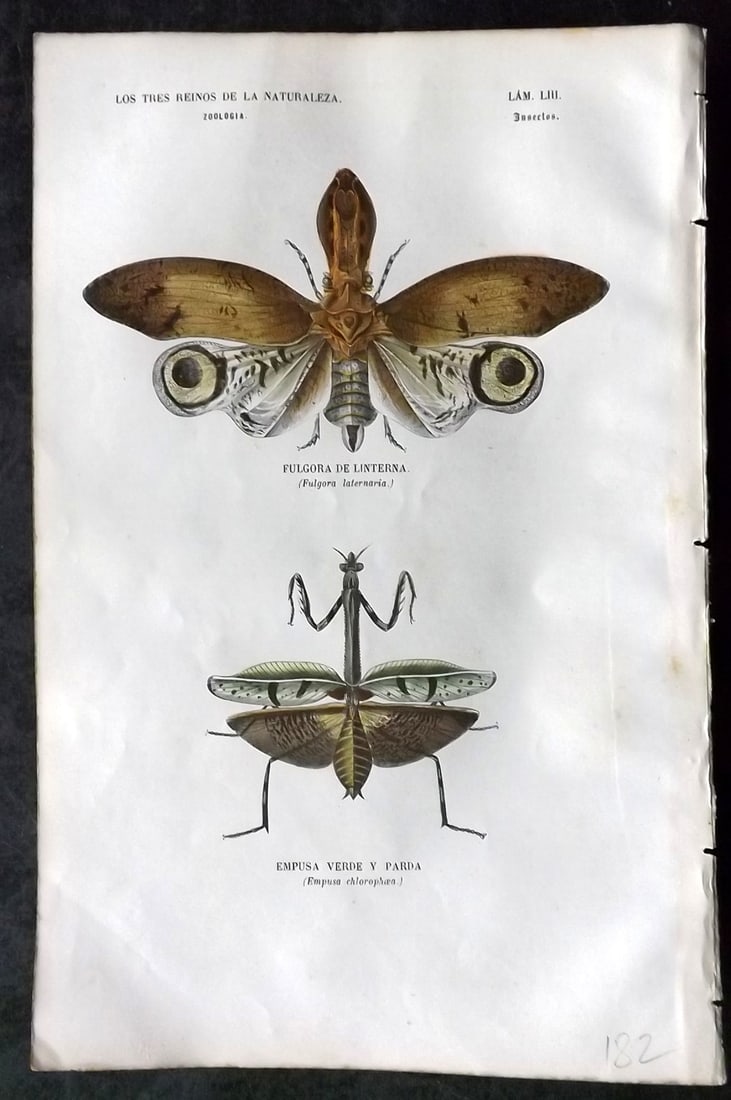 Buffon, Comte de 1856 Hand Col Insect Print 53 (1 of 1)
