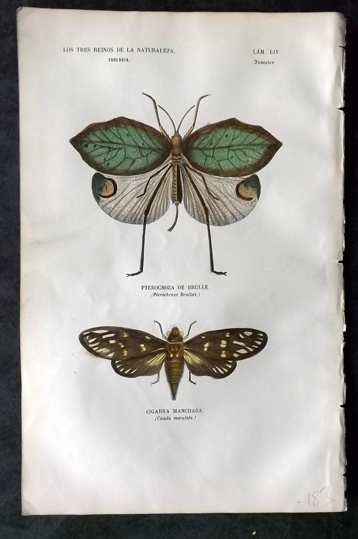 Buffon, Comte de 1856 Hand Col Insect Print 54 (1 of 1)