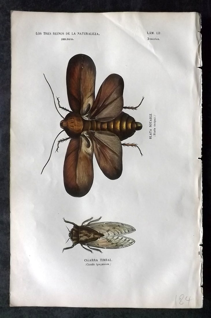 Buffon, Comte de 1856 Hand Col Insect Print 52 (1 of 1)