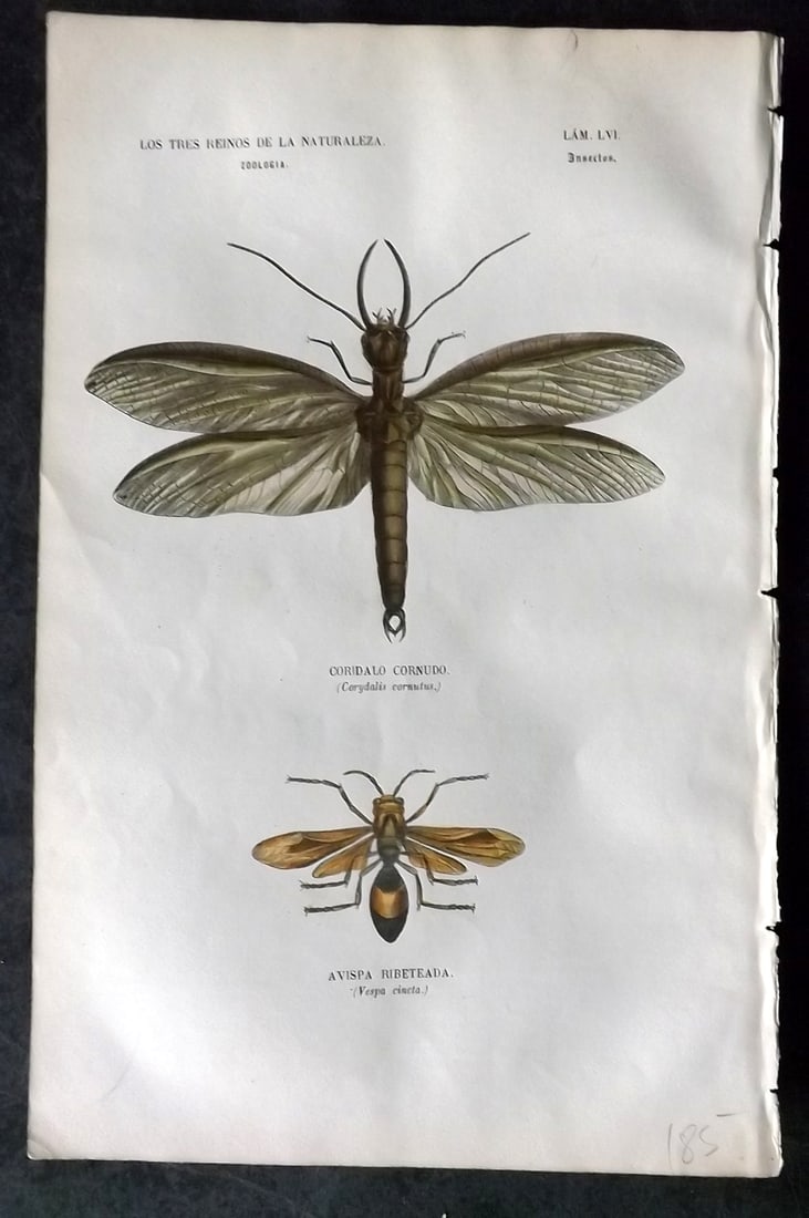 Buffon, Comte de 1856 Hand Col Insect Print 56: Hand Colored Etching/Engraving Published 1856, Madrid for "Museo pintoresco de Historia Natural" by the Comte de Buffon and M. M. J. de Galdo. Paper Size: 10 x 6.5 inch (26 x 17cm) Very minor toning. 