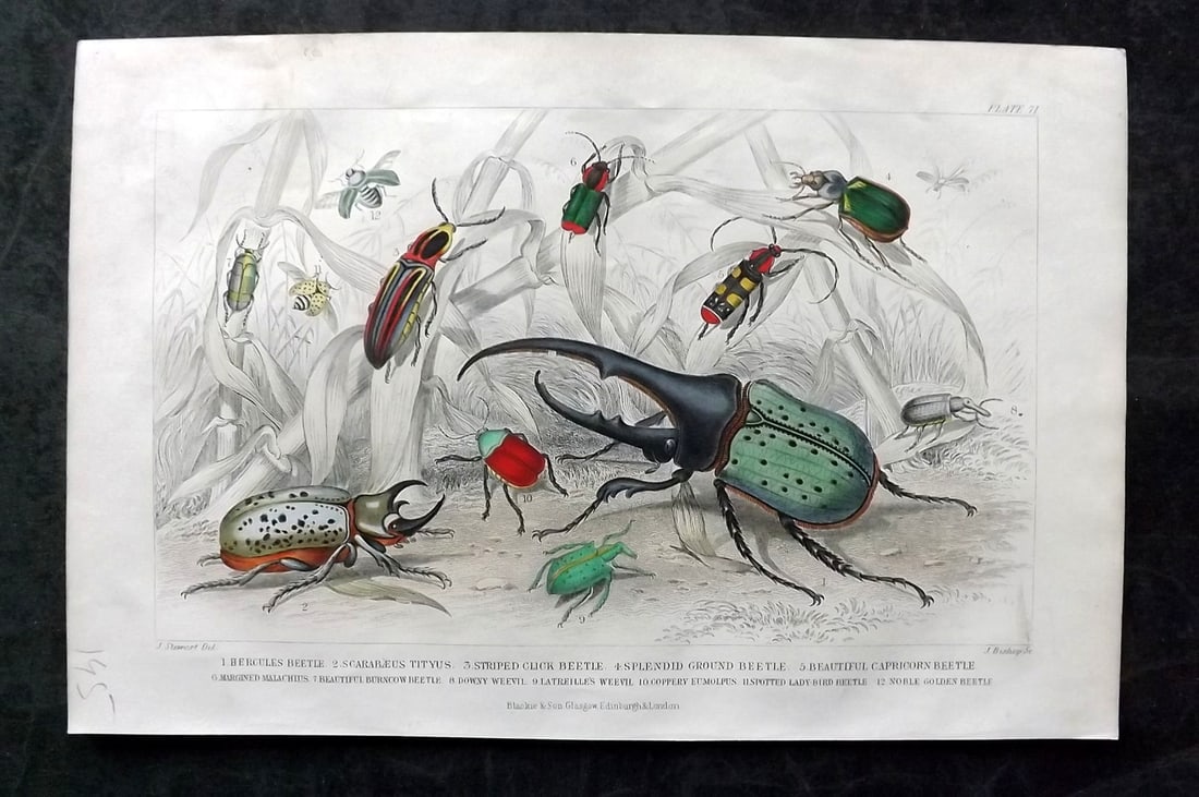 Goldsmith, Oliver C1860 Hand Col Print. Beetles: Hand Colored Steel Engraving Published C1860 by Blackie & Son, London for "A History of the Earth and Animated Nature" by Oliver Goldsmith. Paper Size: 9.5 x 6 inch (24 x 16cm) Very minor toning. Good