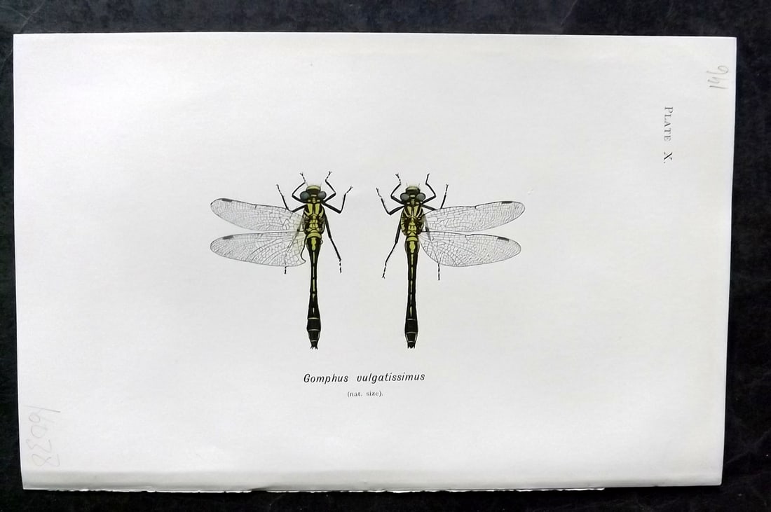 Lucas - British Dragonflies 1899 Print. Gomphus Vulgatissimus: Lithograph Published 1899, London for "British Dragonflies" by William John Lucas. Paper Size: 8.5 x 5.5 inch (22 x 14cm) Good Condition