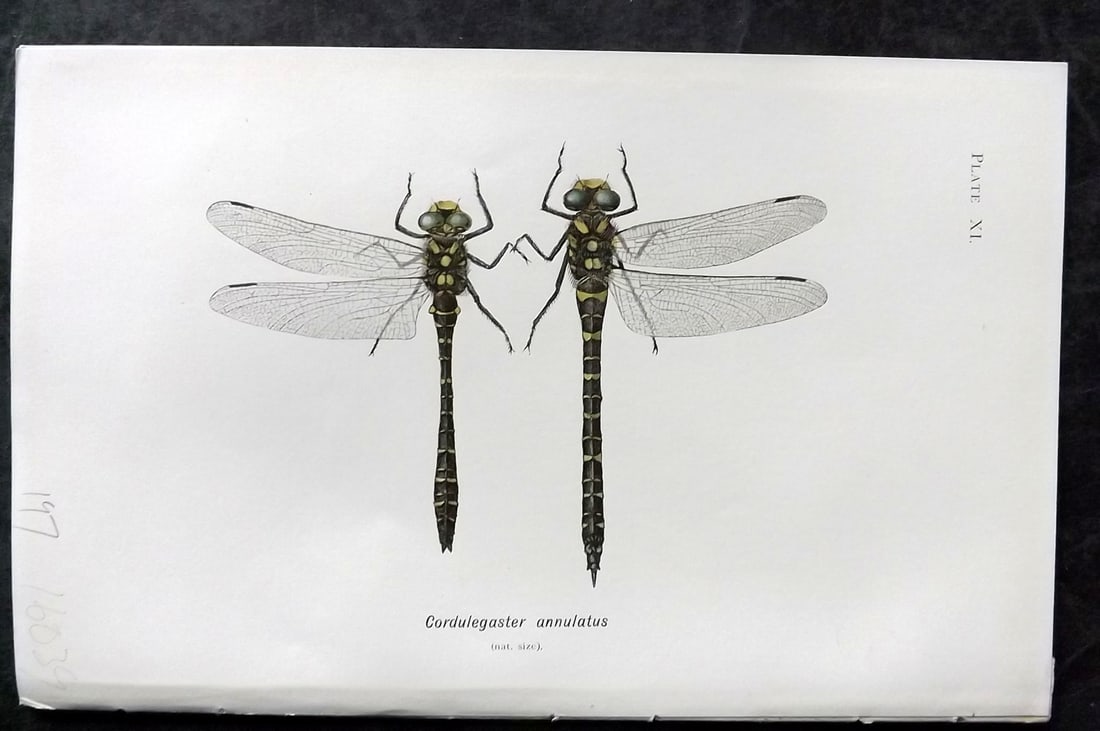 Lucas - British Dragonflies 1899 Print. Cordulegaster Annulatus: Lithograph Published 1899, London for "British Dragonflies" by William John Lucas. Paper Size: 8.5 x 5.5 inch (22 x 14cm) Good Condition