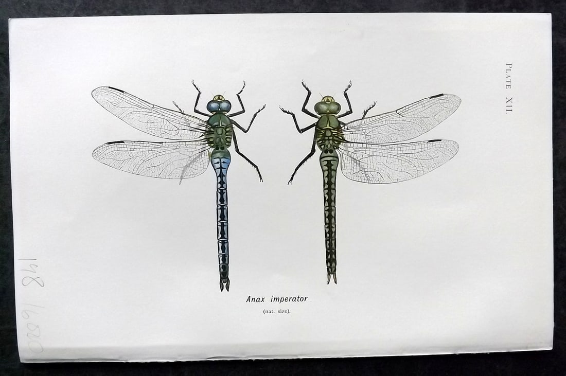 Lucas - British Dragonflies 1899 Print. Anax Imperator: Lithograph Published 1899, London for "British Dragonflies" by William John Lucas. Paper Size: 8.5 x 5.5 inch (22 x 14cm) Good Condition