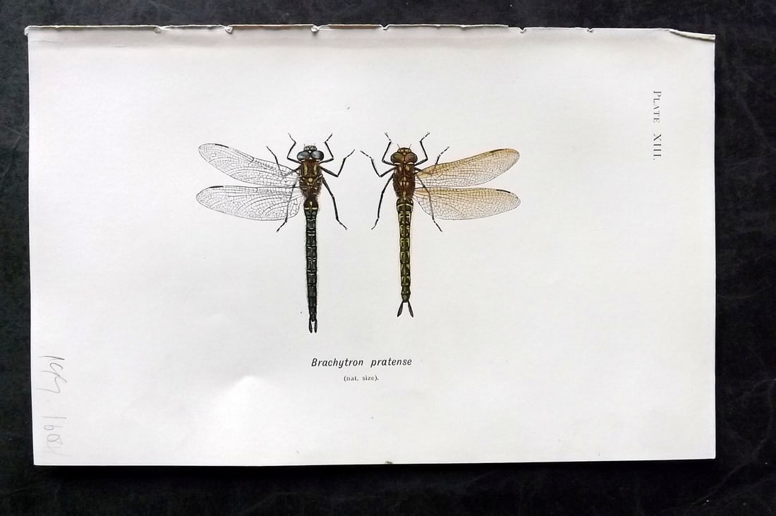 Lucas - British Dragonflies 1899 Print. Brachytron Pratense: Lithograph Published 1899, London for "British Dragonflies" by William John Lucas. Paper Size: 8.5 x 5.5 inch (22 x 14cm) Good Condition
