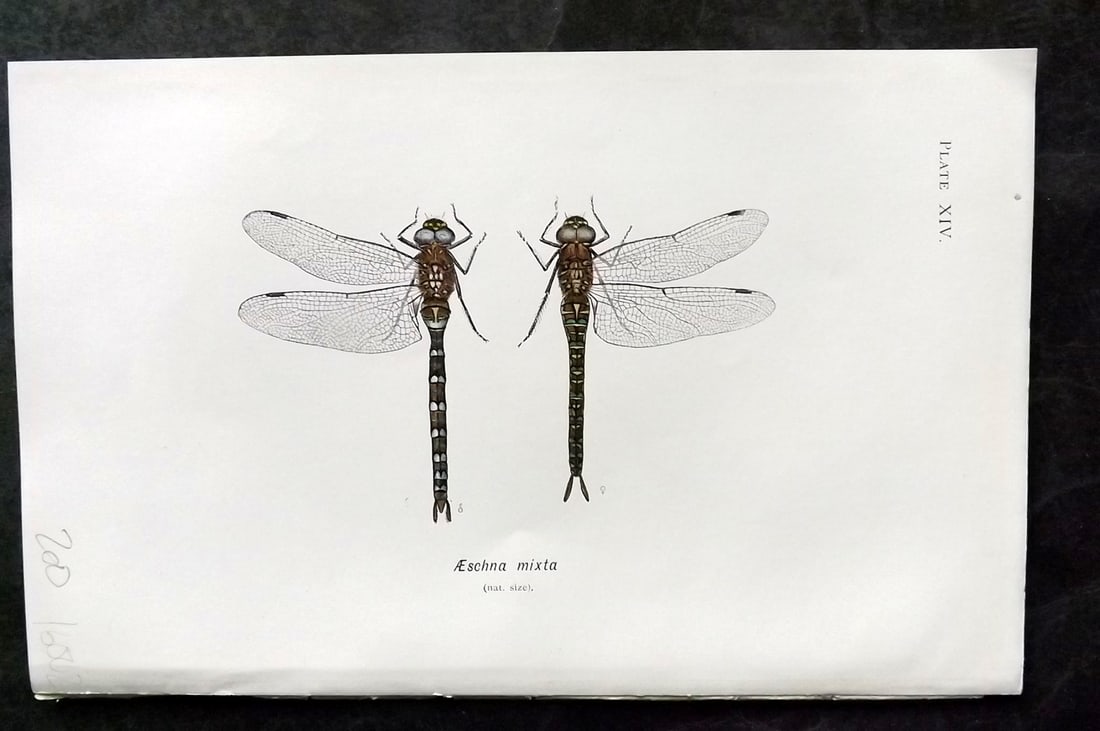 Lucas - British Dragonflies 1899 Print. Aeschna Mixta: Lithograph Published 1899, London for "British Dragonflies" by William John Lucas. Paper Size: 8.5 x 5.5 inch (22 x 14cm) Good Condition