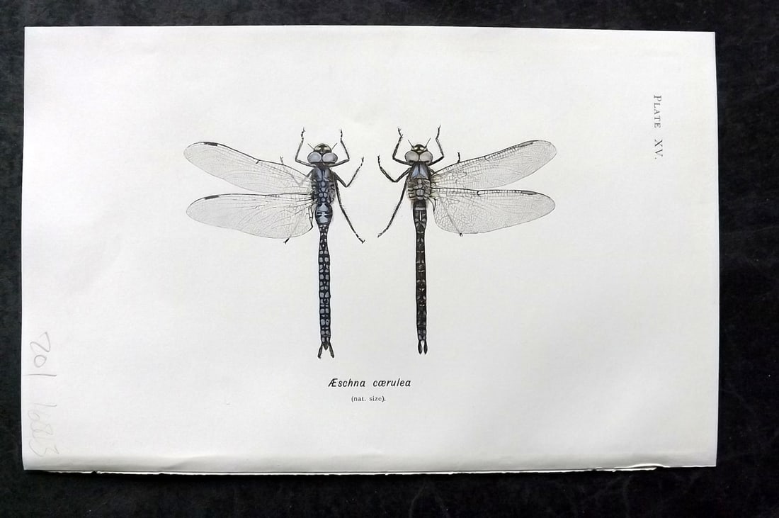 Lucas - British Dragonflies 1899 Print. Aeschna Coerulea: Lithograph Published 1899, London for "British Dragonflies" by William John Lucas. Paper Size: 8.5 x 5.5 inch (22 x 14cm) Good Condition