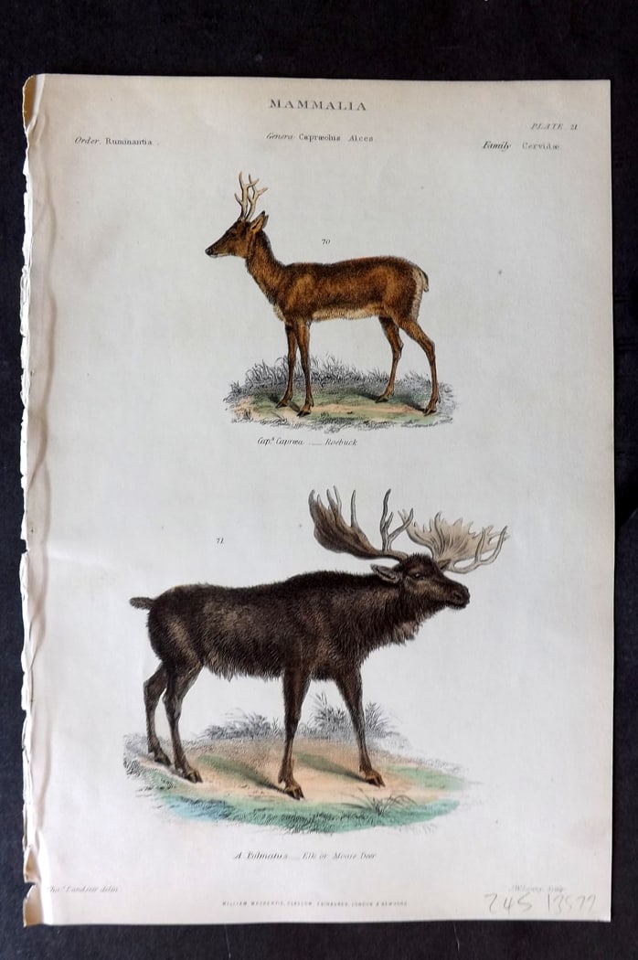 Richardson 1862 Hand Col Print. Roebuck, Elk or Moose Deer 21 (1 of 1)