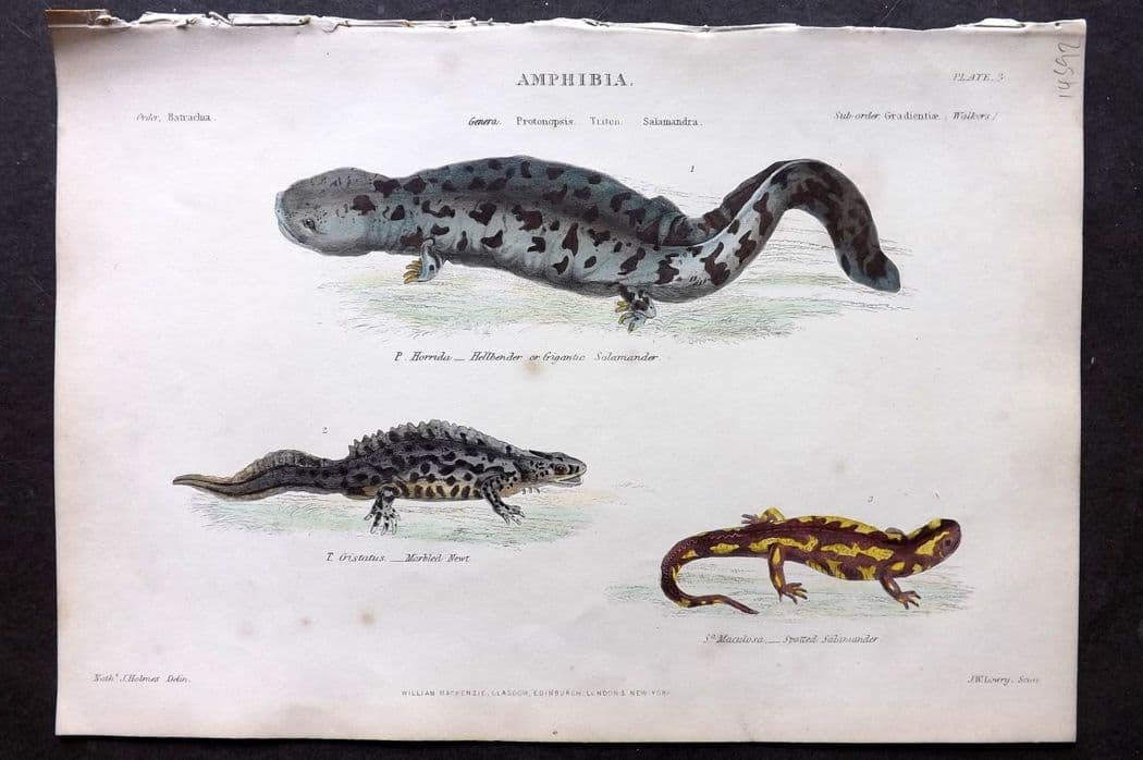 Richardson, John 1862 Hand Col Print. Gigantic & Spotted Salamander, Marbled Newt 03: Antique Steel Engraving/Etching Published 1859-62 by William Mackenzie, Edinburgh & London for "The Museum of Natural History" by John Richardson. Fine contemporary hand colour. Paper Size: 10.5 x 7 i