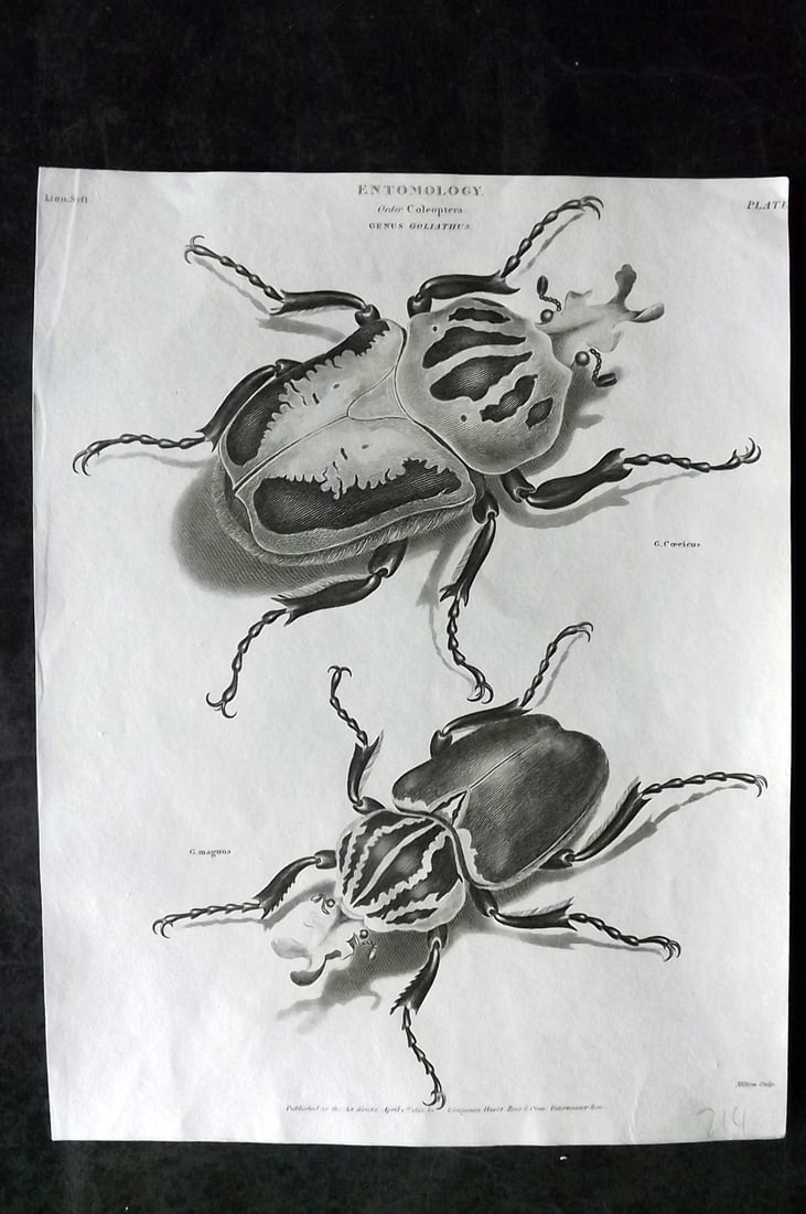 Rees, Abraham 1820 Antique Print. Goliath Beetle. Insect: Antique Copper Plate Published 1802-20 by Longman, Hurst, Rees & Orme for "The Cyclop?dia: or, Universal dictionary of arts, sciences, and literature" By Abraham Rees. Paper Size: 10.5 x 8 inch (27 x 
