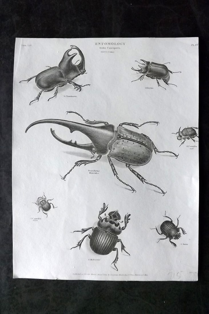 Rees, Abraham 1820 Antique Print. Coleoptera Beetles Insects: Antique Copper Plate Published 1802-20 by Longman, Hurst, Rees & Orme for "The Cyclop?dia: or, Universal dictionary of arts, sciences, and literature" By Abraham Rees. Paper Size: 10.5 x 8 inch (27 x 