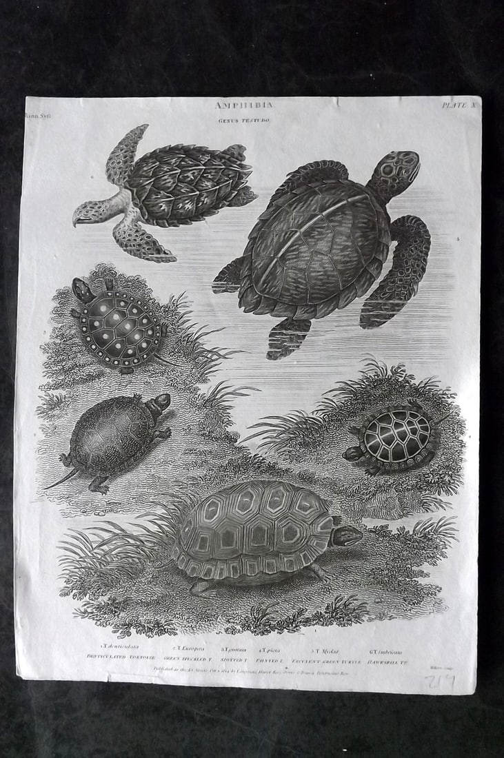 Rees, Abraham 1820 Antique Print. Tortoise & Turtle (1 of 1)