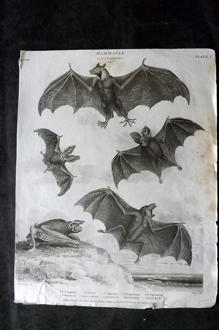 Rees, Abraham 1820 Antique Print. Bats: Antique Copper Plate Published 1802-20 by Longman, Hurst, Rees & Orme for "The Cyclop?dia: or, Universal dictionary of arts, sciences, and literature" By Abraham Rees. Paper Size: 10.5 x 8 inch (27 x 