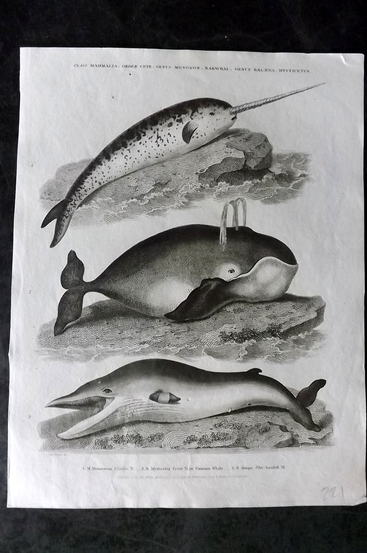 Rees, Abraham 1820 Antique Print. Narwhal, Great Whale, Pike Headed Whale: Antique Copper Plate Published 1802-20 by Longman, Hurst, Rees & Orme for "The Cyclop?dia: or, Universal dictionary of arts, sciences, and literature" By Abraham Rees. Paper Size: 10.5 x 8 inch (27 x 