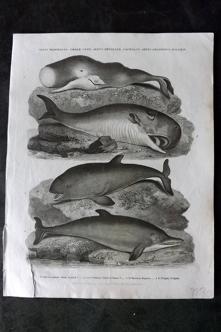 Rees, Abraham 1820 Antique Print. Cachelot Sperm Whale, Porpoise, Dolphin: Antique Copper Plate Published 1802-20 by Longman, Hurst, Rees & Orme for "The Cyclop?dia: or, Universal dictionary of arts, sciences, and literature" By Abraham Rees. Paper Size: 10.5 x 8 inch (27 x 