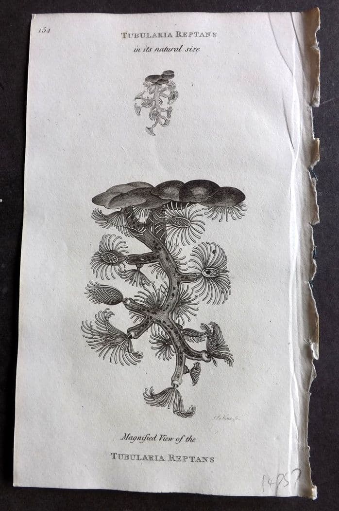 Shaw, George 1809 Antique Print. Tubularia Reptans 154: Copper Plate Published 1809 by G.Kearsley, London for "Zoological Lectures..." by George Shaw. Paper Size: 8 x 5 inch (21 x 13cm) Good Condition