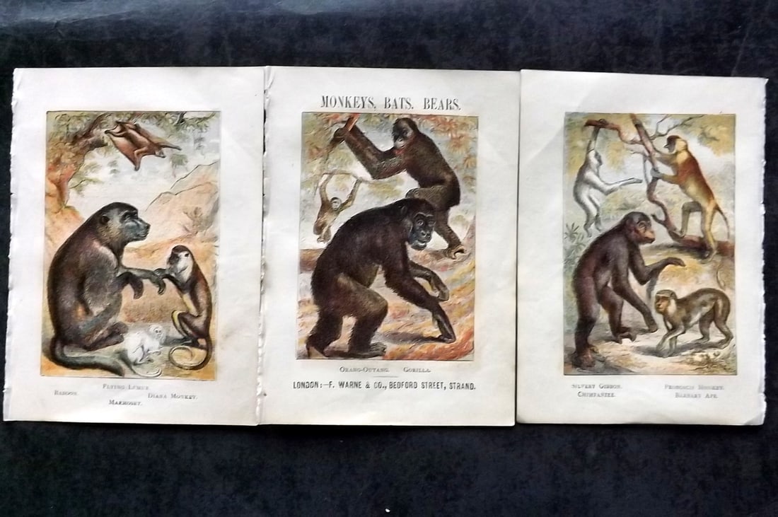 Warne, Frederick (Pub) C1880 Lot of 3 Monkey Prints (1 of 1)