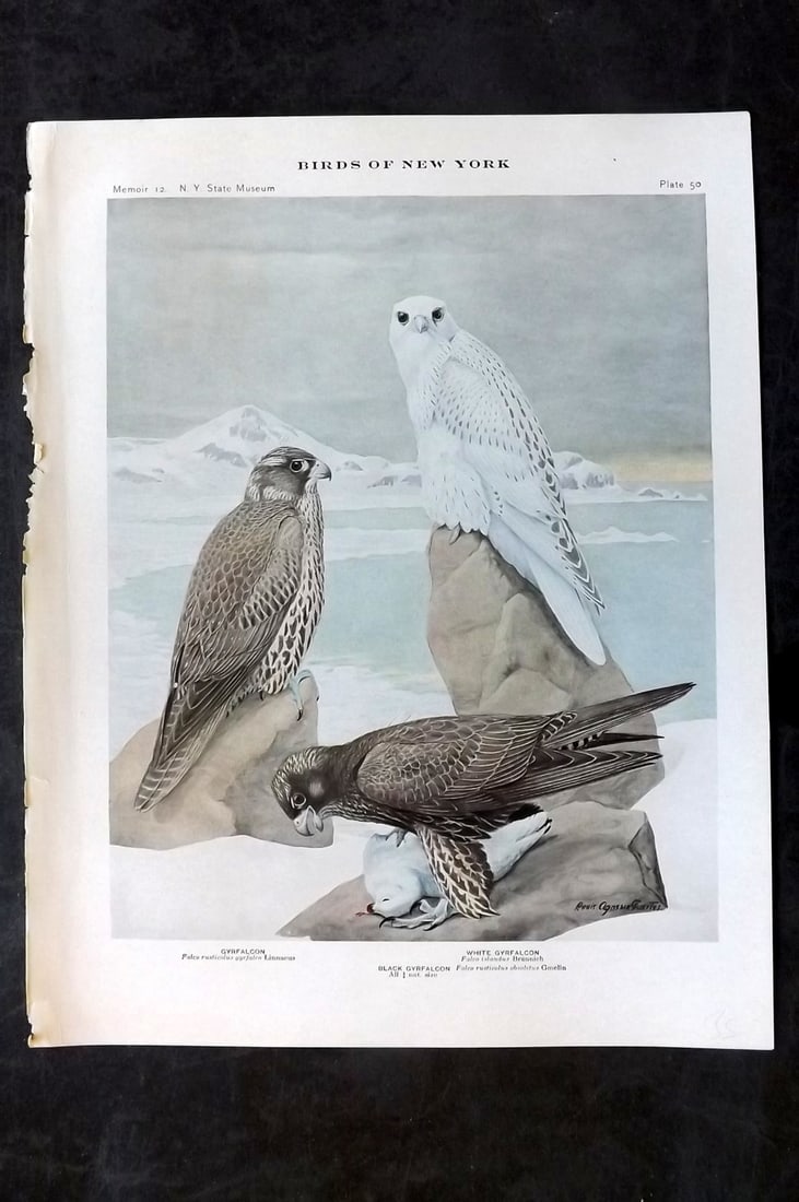 Eaton & Fuertes Birds of New York 1914 Print. Gyrfalcon 50: Collotype Published 1909-15, Albany for "The Birds of New York" by Elon Howard Eaton. Illustrated by Louis Agassiz Fuertes. Part of the New York State Museum Annual Report Series. Paper Size: 11.5 x 9