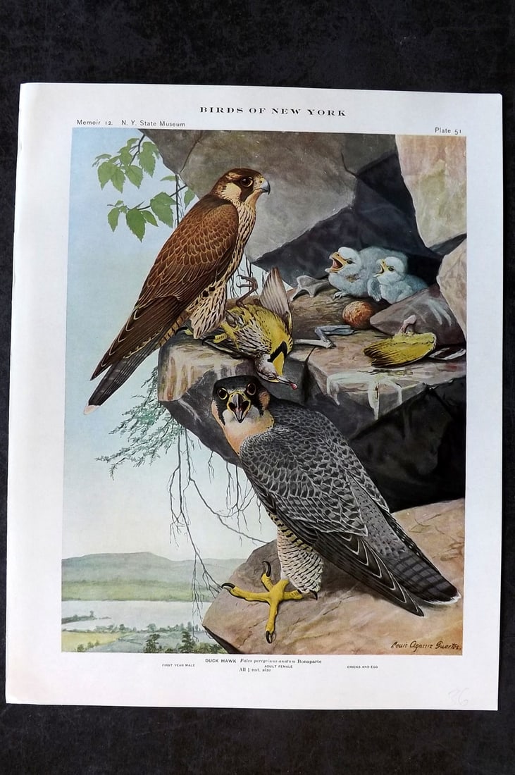 Eaton & Fuertes Birds of New York 1914 Print. Duck Hawk 51 (1 of 1)