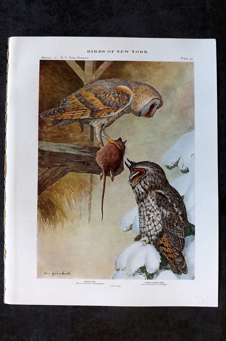 Eaton & Fuertes Birds of New York 1914 Print. Barn Owl, Long Eared Owl 53: Collotype Published 1909-15, Albany for "The Birds of New York" by Elon Howard Eaton. Illustrated by Louis Agassiz Fuertes. Part of the New York State Museum Annual Report Series. Paper Size: 11.5 x 9