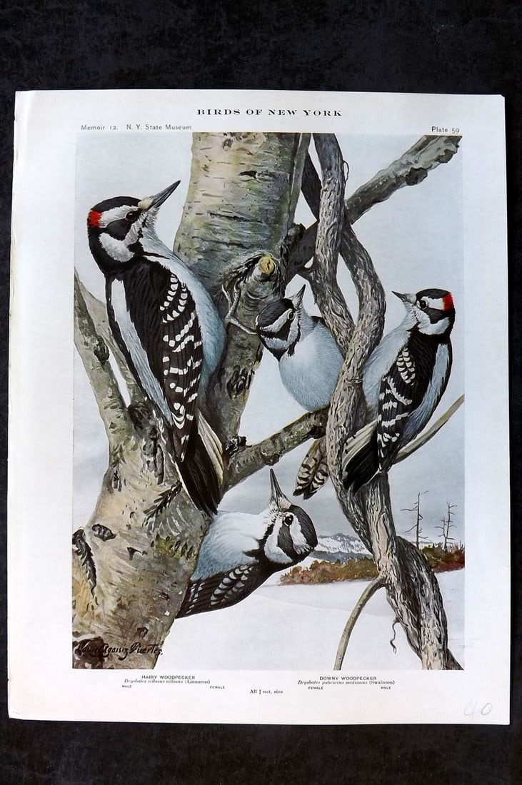 Eaton & Fuertes Birds of New York 1914 Print. Hairy & Downy Woodpecker 59: Collotype Published 1909-15, Albany for "The Birds of New York" by Elon Howard Eaton. Illustrated by Louis Agassiz Fuertes. Part of the New York State Museum Annual Report Series. Paper Size: 11.5 x 9
