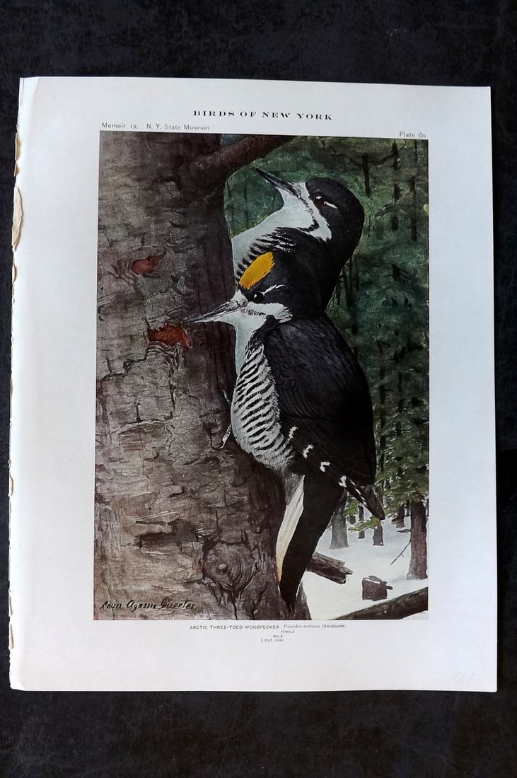 Eaton & Fuertes Birds of New York 1914 Print. Arctic Three-Toed Woodpecker 60: Collotype Published 1909-15, Albany for "The Birds of New York" by Elon Howard Eaton. Illustrated by Louis Agassiz Fuertes. Part of the New York State Museum Annual Report Series. Paper Size: 11.5 x 9