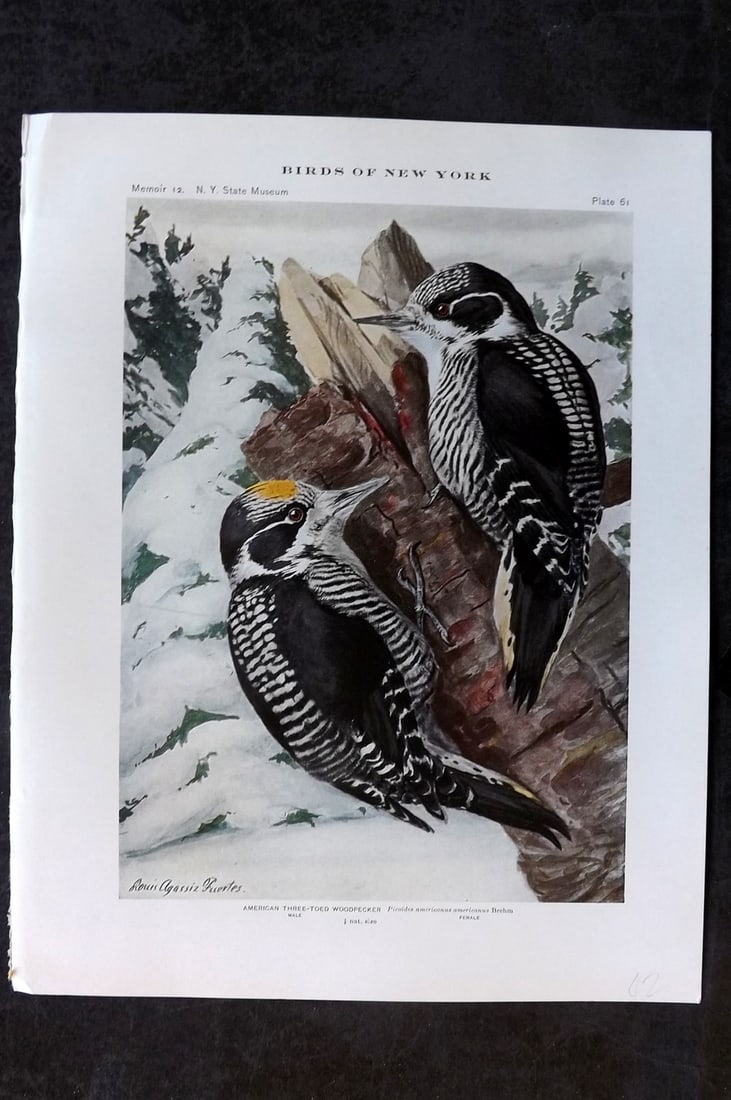 Eaton & Fuertes Birds of New York 1914 Print. American Three Toed Woodpecker 61 (1 of 1)