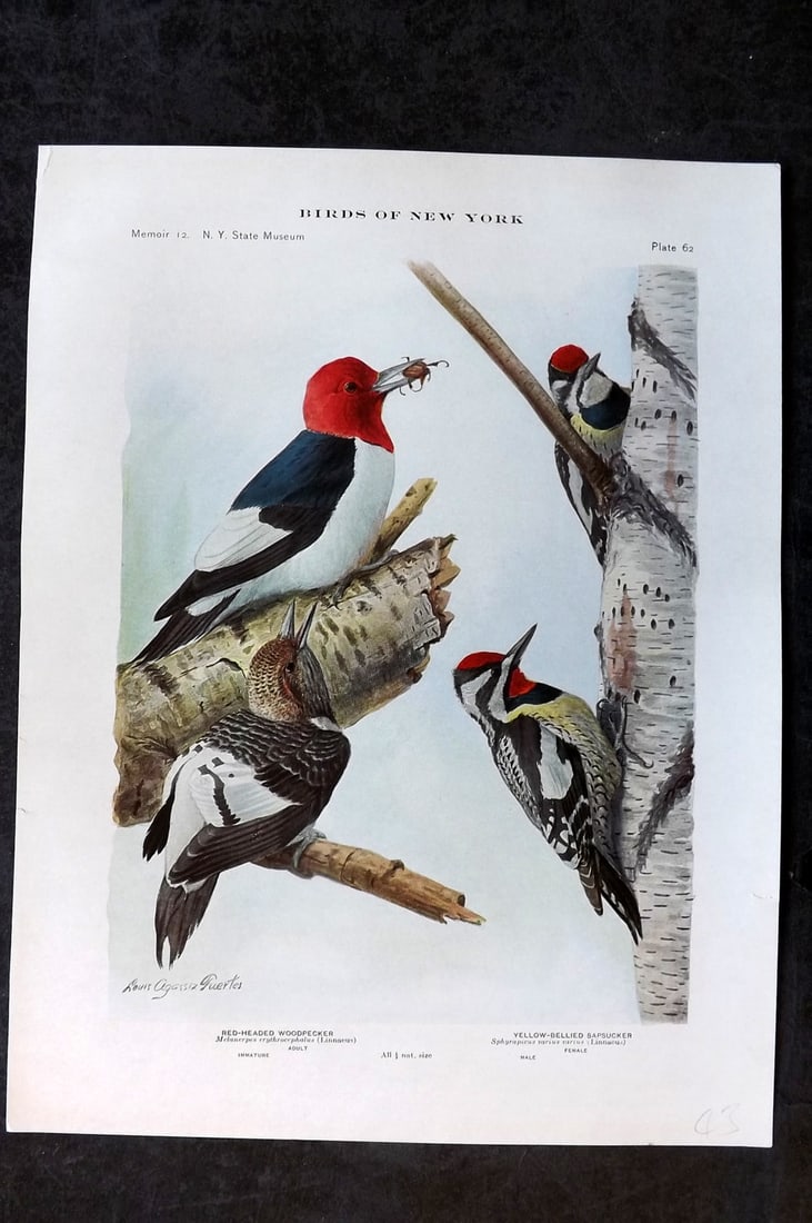 Eaton & Fuertes Birds of New York 1914 Print. Red-Headed Woodpecker, Yellow-Bellied Sapsucker 62: Collotype Published 1909-15, Albany for "The Birds of New York" by Elon Howard Eaton. Illustrated by Louis Agassiz Fuertes. Part of the New York State Museum Annual Report Series. Paper Size: 11.5 x 9