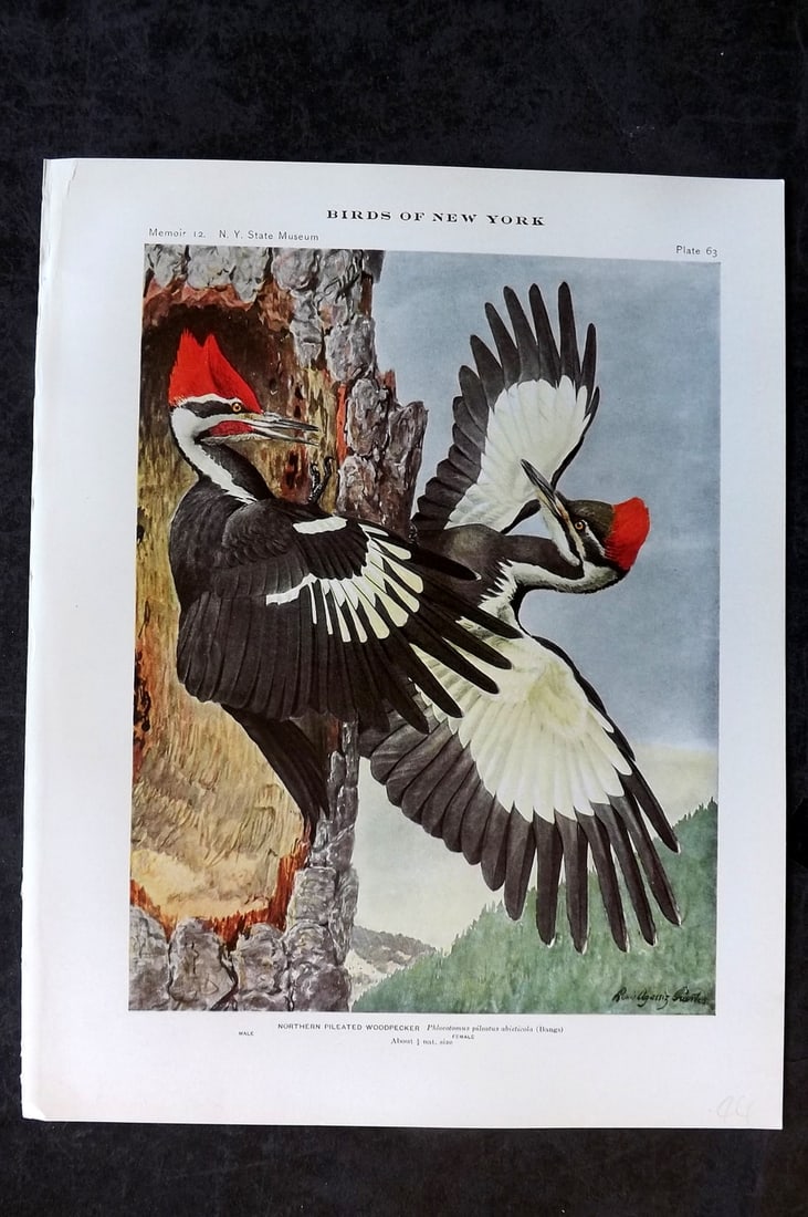 Eaton & Fuertes Birds of New York 1914 Print. Northern Pileated Woodpecker 63: Collotype Published 1909-15, Albany for "The Birds of New York" by Elon Howard Eaton. Illustrated by Louis Agassiz Fuertes. Part of the New York State Museum Annual Report Series. Paper Size: 11.5 x 9