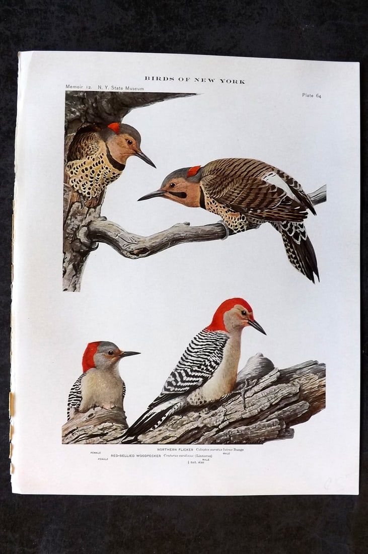Eaton & Fuertes Birds of New York 1914 Print. Red Bellied Woodpecker & Northern Flicker 64 (1 of 1)