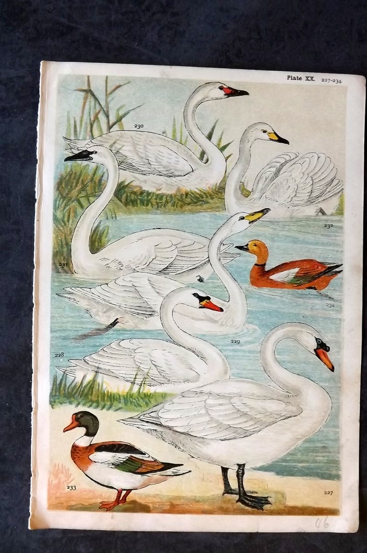 Gordon, W. J. C1900 Bird Print. Swans & Duck (1 of 1)