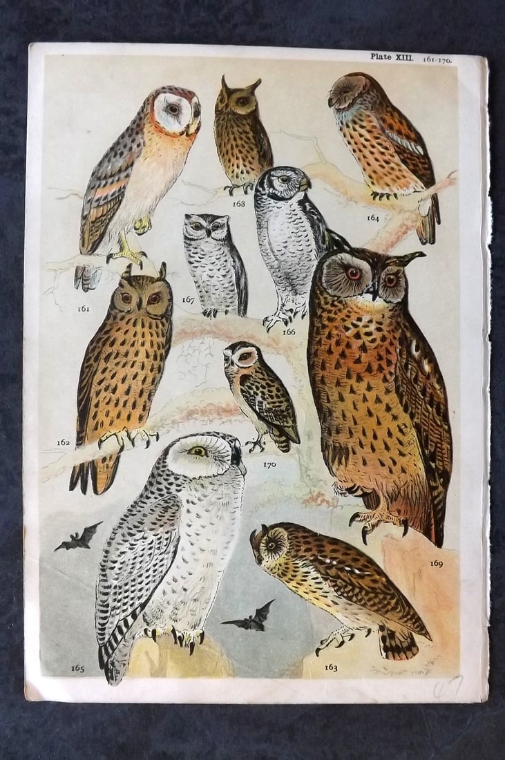 Gordon, W. J. C1900 Bird Print. Owls: Chromolithograph Published C1900, London for the "Our Country's" Series by W. J. Gordon. Paper Size: 7.5 x 5 inch (19 x 13cm) Good Condition
