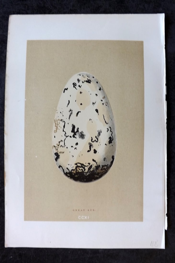 Morris, Francis 1896 Bird Print. Extinct Great Auk: Woodblocks Published 1870, London for "A Natural History of the Nests and Eggs of British Birds" By the Rev. Francis Orpen Morris, printed Benjamin Fawcett. Paper Size: 10 x 7 nch (26 x 18cm) Good Con