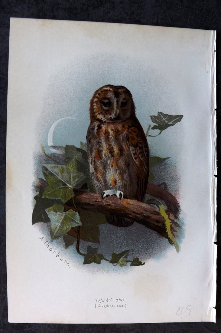 Swaysland, Walter 1883 First Edition Bird Print. Tawny Owl: Chromolithograph Published 1883, London for "Familiar Wild Birds" First Edition by Walter Swaysland. Illustrated by Archibald Thorburn and others. Paper Size: 7.5 x 5 inch (19 x 13cm) Very minor margi