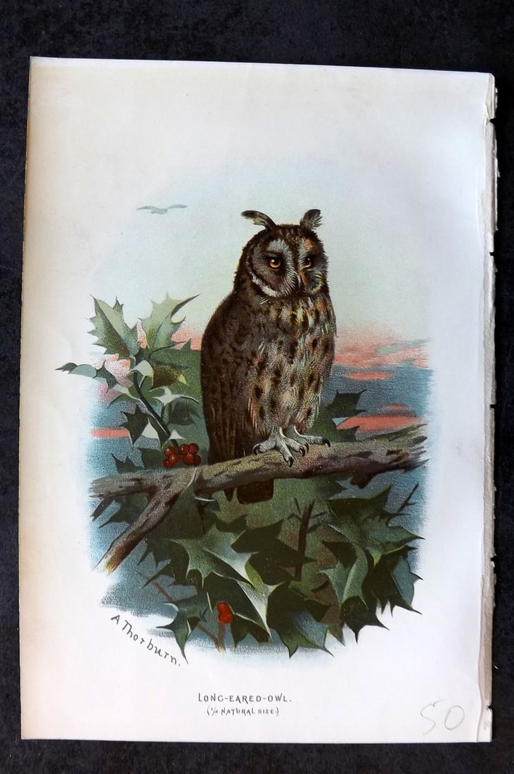 Swaysland, Walter 1883 First Edition Bird Print. Long Eared Owl (1 of 1)