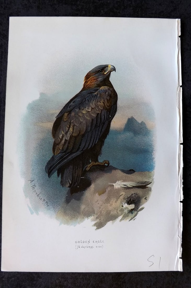 Swaysland, Walter 1883 First Edition Bird Print. Golden Eagle: Chromolithograph Published 1883, London for "Familiar Wild Birds" First Edition by Walter Swaysland. Illustrated by Archibald Thorburn and others. Paper Size: 7.5 x 5 inch (19 x 13cm) Good Condition